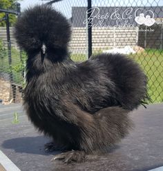 a black chicken standing on top of a cement slab