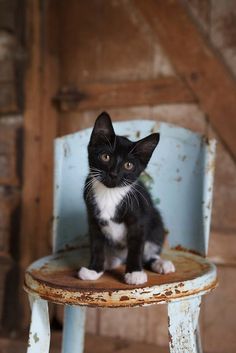 a black and white kitten sitting on top of a blue chair