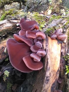 a group of mushrooms growing on a tree stump