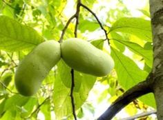 some green fruit hanging from a tree branch