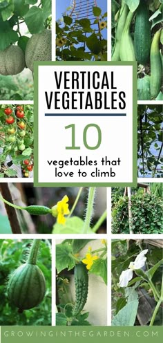 vegetables that have been grown in the garden with text overlay reading vertical vegetables 10 vegetables that love to climb