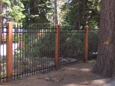 a cat is laying on the ground in front of a fence and some pine trees