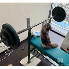 a cat sitting on top of a bench with a barbell in front of it