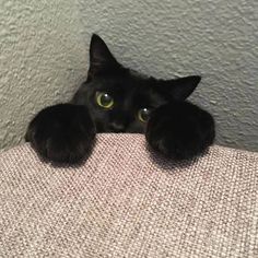 a black cat laying on top of a couch with it's eyes wide open