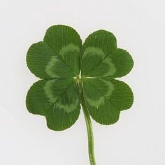 a four leaf clover on a white background