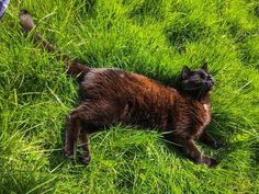 a cat is laying in the grass with its head on it's back and eyes closed