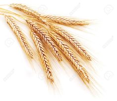 three stalks of wheat on a white background stock photo