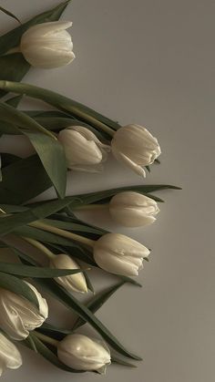 white tulips with green leaves against a gray background