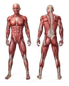 an image of the muscles in a man's body