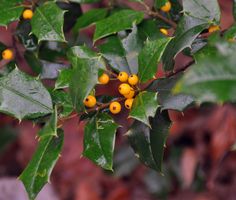 holly leaves with yellow berries on them