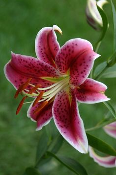 a pink and white flower with green leaves