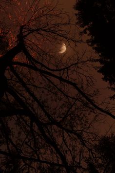 the moon is seen through some trees at night