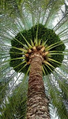 an image of a palm tree with the words in hindi