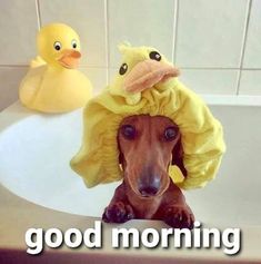 a dachshund dog wearing a yellow ducky hat in the bathtub