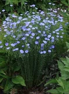 some blue flowers are growing in the grass