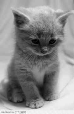 a small gray kitten sitting on top of a bed