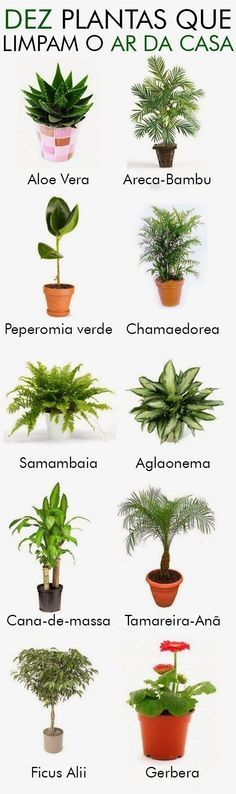 the houseplants that clean indoor air are shown in this poster, which shows different types