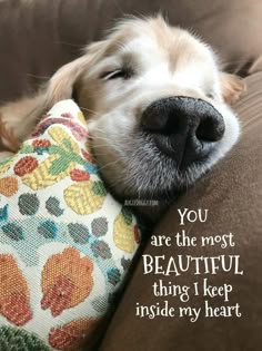 a dog laying on top of a couch with its head resting on a pillow that says, you are the most beautiful thing i keep inside my heart