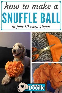 how to make a snuffle ball in just 10 easy steps with poodle doodle