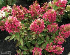 pink and white flowers blooming in the garden