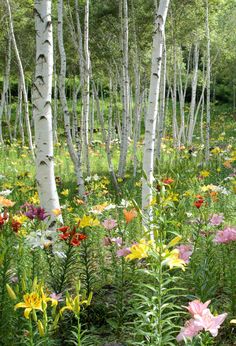 an instagram page with flowers and trees in the background