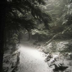 a path in the woods covered with snow