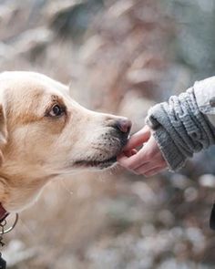 a dog is being fed by its owner in the wintertime with his tongue out