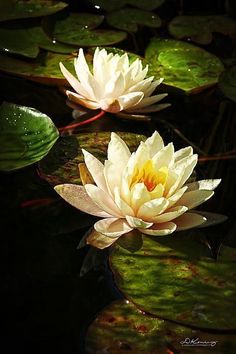 two white water lilies floating on top of green leaves