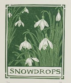 snowdrops are shown in green and white