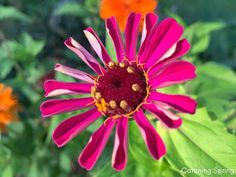 a pink and yellow flower with green leaves in the backgrounnd, surrounded by other colorful flowers