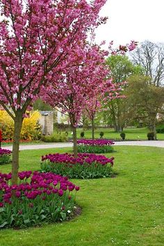 the trees are blooming very nicely in the park