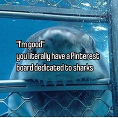 a close up of a dolphin in a cage with the words i'm good you literally have a pinterest board dedicated to sharks