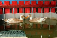 two ducks are sitting in the water next to a red and white fence with bars on it