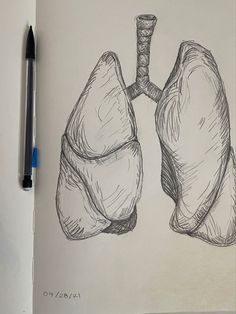 a drawing of the lungs is shown in pencil