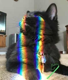 a black cat sitting on top of a carpet next to a wall with a rainbow colored tail