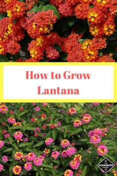 flowers with the words how to grow lantana in front of them and below it