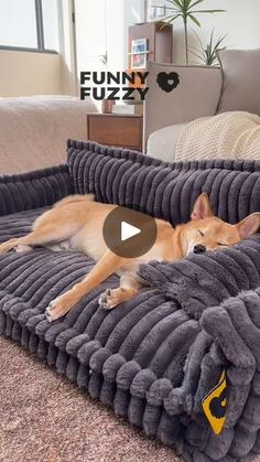 a dog laying on top of a couch covered in a blanket with the caption funny fuzzy