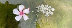 two white and pink flowers sitting on top of a green mossy surface next to each other