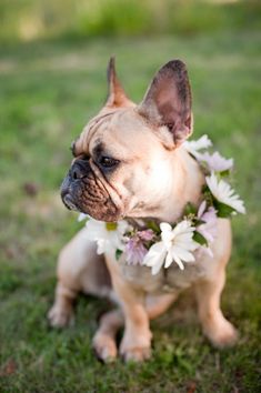 a small dog wearing a flower collar in the grass