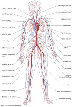 the human body's major blood vessels are labeled in red and blue, with labels on