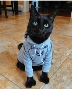 a black cat sitting on the floor wearing a sweatshirt