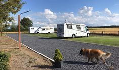 a brown dog walking across a gravel road next to two white motorhome's