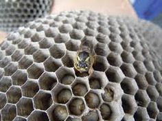 an insect sitting on top of a honeycomb