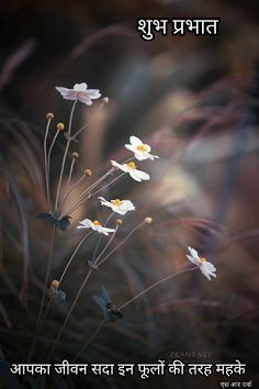 some white flowers are growing out of the ground in front of a blurry background