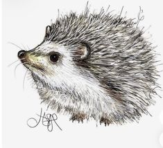 an ink drawing of a hedgehog