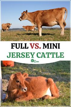 two cows in a field with the words full vs mini jersey cattle