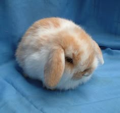 a small orange and white rabbit sitting on top of a blue cloth next to it's head