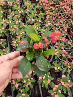 a person holding up a plant with pink flowers