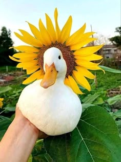 a duck with a sunflower on it's head is held up to the camera