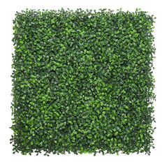 a square shaped boxwood hedge is shown in the shape of a square, with green leaves